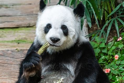 The Link between Bamboo Consumption and Reproduction in Pandas: Unveiling the Connection