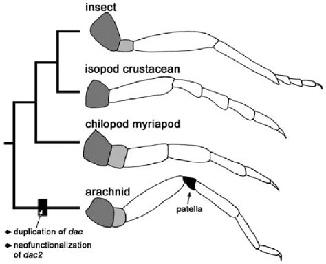 The Linkage Between Arachnid Injuries in Dreamscapes and Personal Transformation