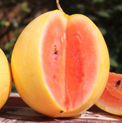 The Lively Heritage and Origins of the Golden Citrullus