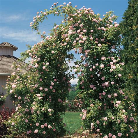 The Magic of Climbing Roses: Adding Beauty to Your Garden