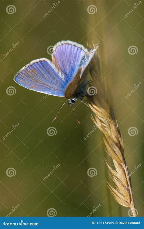 The Magnificent Beauty of the Astonishing Azure Insect