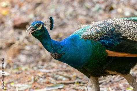 The Magnificent Hues of a Peacock's Plumage