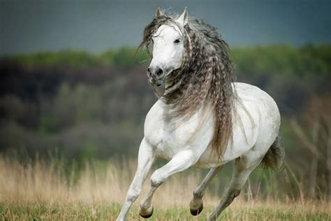 The Majestic Andalusian: The Preferred Horse Breed for Thrilling Battles