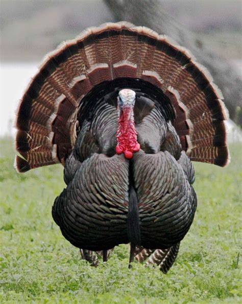 The Majestic Beauty of Magnificent Turkey Fowls