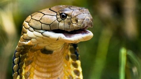 The Majestic Beauty of the King Cobra