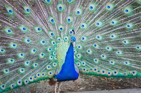 The Majestic Colors of a Peacock's Plumage