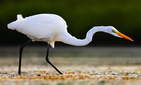 The Majestic Egret in Mythology and Folklore