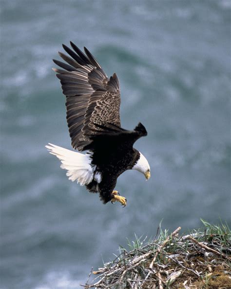 The Majestic Flight: A Glimpse into the World of Eagles