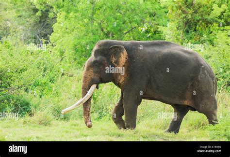 The Majestic Giants: Unraveling the Enigma of Elephant Behavior