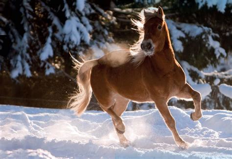 The Majestic Influence and Elegance of Equines as Ethereal Mentors