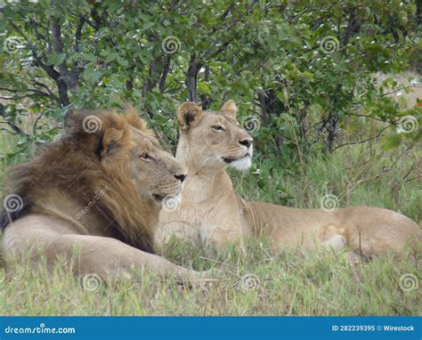 The Majestic Lions of the Savanna: A Glimpse into their Magnificent Lives