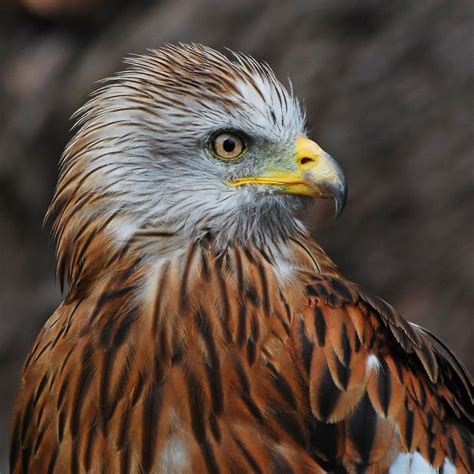 The Majestic Red Kite Bird in Mythology and Folklore