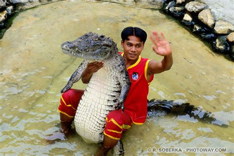 The Majesty of Crocodile Combat: An Astonishing Spectacle