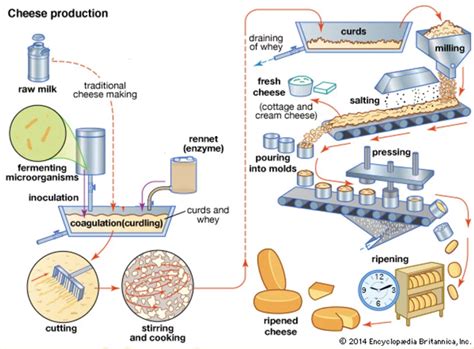 The Manufacturing Process: From Ingredients to Finished Product