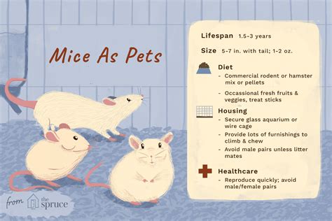 The Marvel of Caring for Pet Mice: An Introduction to These Enchanting Creatures