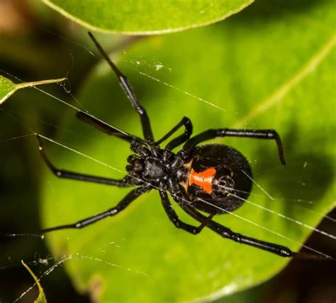 The Marvels of Spider Venom: Exploring its Potent Properties