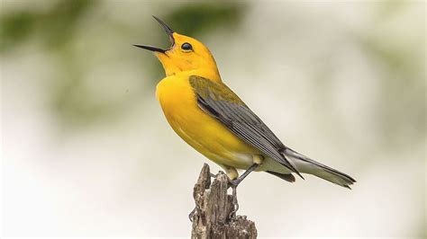 The Mastery of Bird Calls and Songs