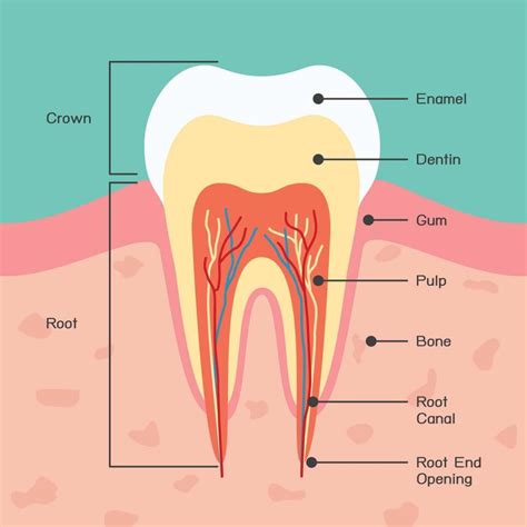 The Meaning Behind Dissolving Enamel: Decoding the Significance