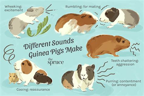 The Meaning Behind Possessing a Guinea Pig in One's Vision