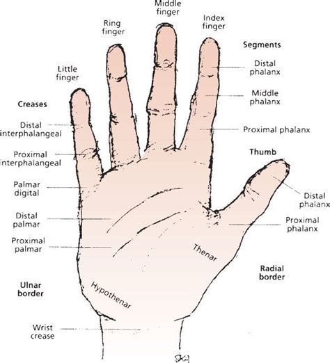 The Meaning Behind a Injury on the Left Side of the Palm