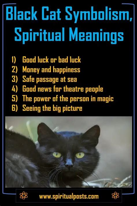 The Meaning behind Black Cats: Perspectives from Various Cultures