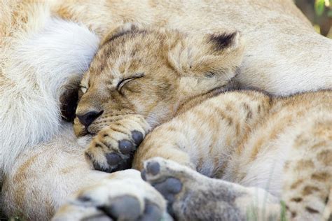 The Meaning of Baby Cubs in Unveiling the Depths of Your Inner Longings