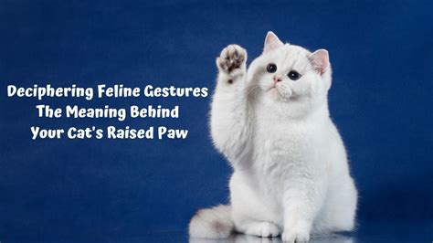 The Meaning of Combatant Felines in Deciphering Feline Conduct