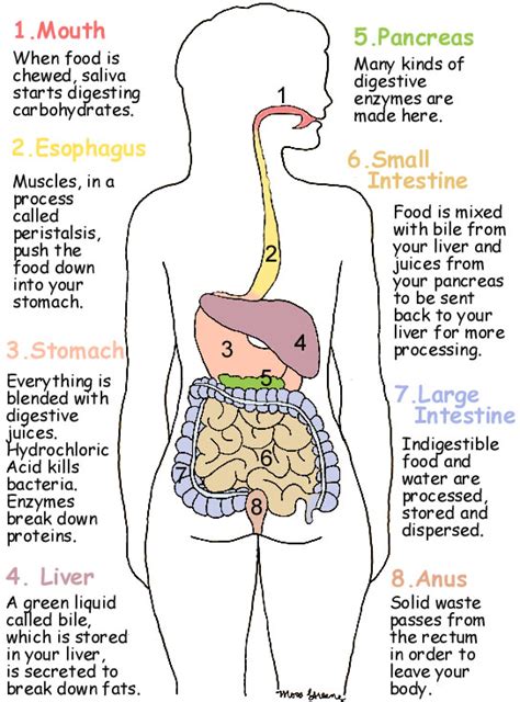 The Meaning of Experiencing Dreams About Observing Digestive System: Explored