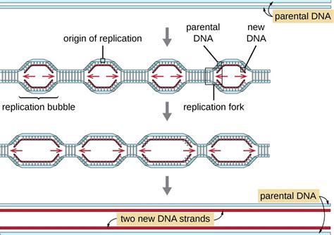 The Mechanics of Copying: Unraveling the Science Behind Replication