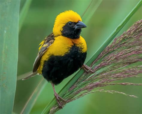 The Melodious Songs of the Crimson Macaw Parakeet: Nature's Harmonious Concert