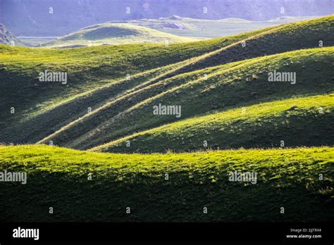 The Mesmerizing Charm of Grasslands