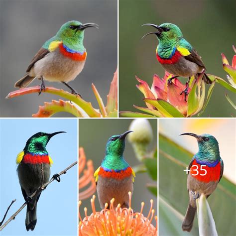 The Mesmerizing Grace of the Jewel-like Birds: A Captivating Sight