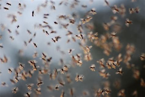 The Mesmerizing Realm of Fly Swarms