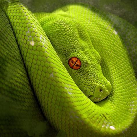 The Mesmerizing Serpent: Exploring the Fascination of Emerald Pythons