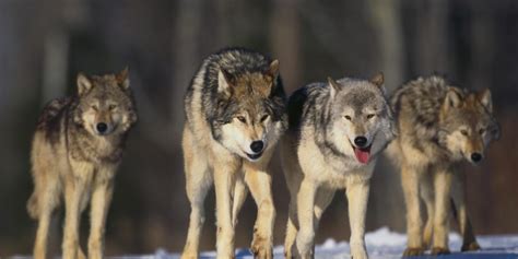 The Mighty Predators: Uncovering the Significance of Wolves