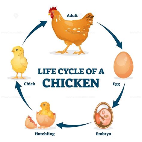 The Miracle of Life: From Egg to Chick