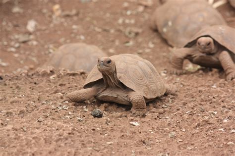 The Multifaceted Symbolism of a Departed Tortoise: Discerning its Meaning