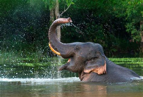 The Mysterious Association Between Elephants and Bodies of Water in Reveries