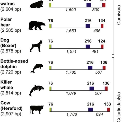 The Mysterious Behavior and Complex Social Structure of the Monochromatic Pinniped