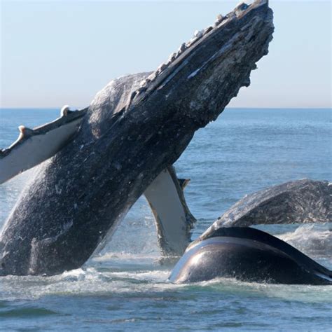 The Mysterious Behavior of Whales