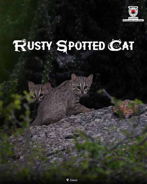 The Mysterious Encounter: Stories of Those Who Have Spotted the Elusive Feline