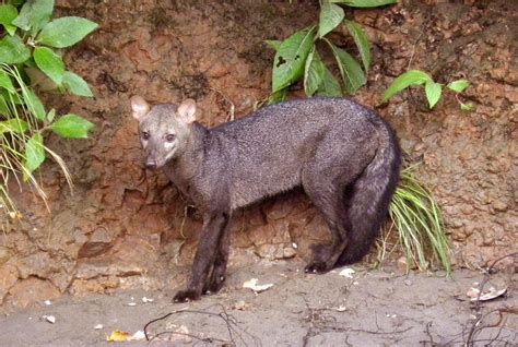 The Mysterious Nature of the Elusive Forest Rodent