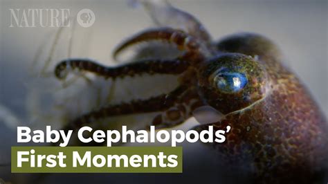 The Mysterious Presence of Infant Cephalopods Within Dreamscapes