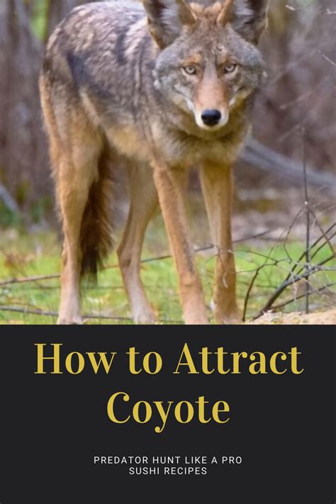 The Mysterious Realm of Coyotes