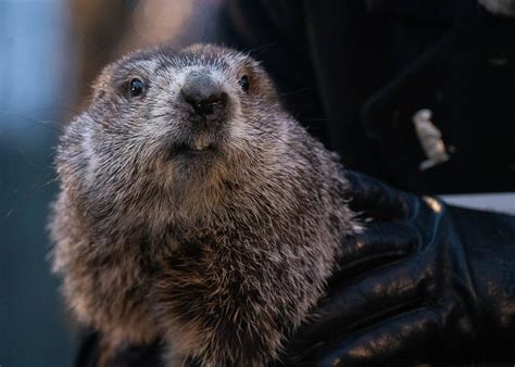 The Mysterious Realm of Groundhogs