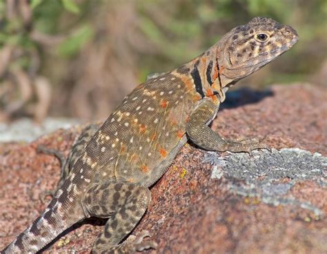 The Mysterious Realm of Rock Lizards