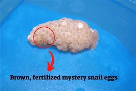 The Mysterious Realm of Snail Egg Phenomenon