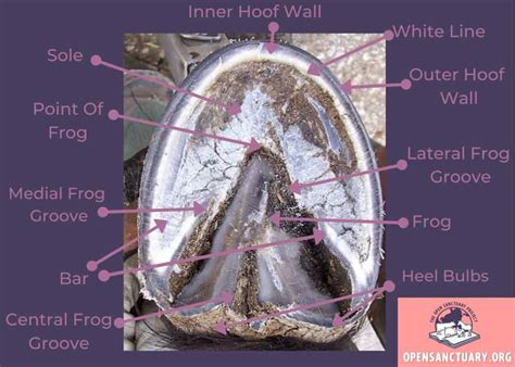 The Mysterious Significance of Equine Hoof Visions