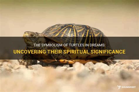 The Mysterious Significance of Nourishing Turtles within the Realm of Dreams