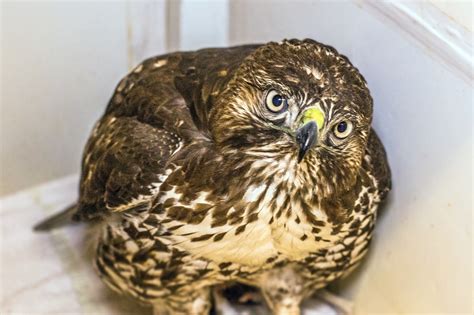 The Mysterious Significance of a Wounded Bird of Prey